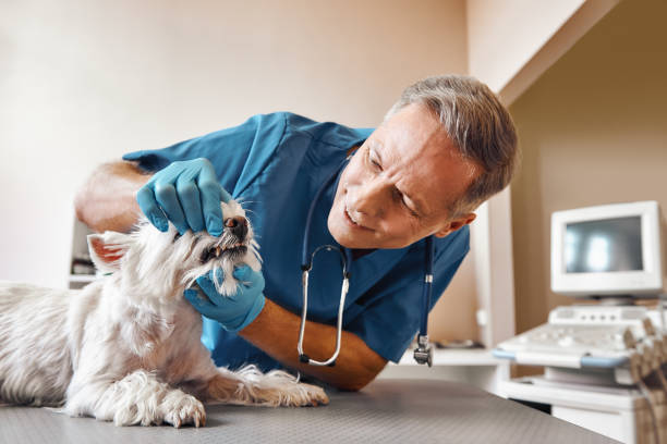 Best Emergency Dental Care for Abscessed Tooth in Holly Springs, GA